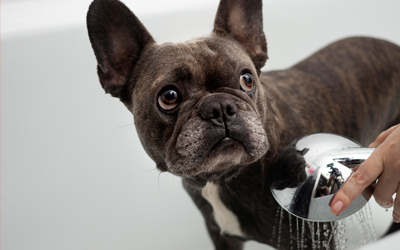 Serviço  Pet Consulta