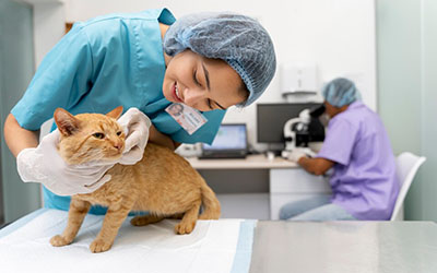Clínica veterinária  para pets na Diadema SP