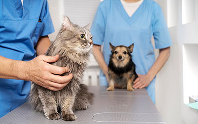 Clínica veterinária de emergência em sao bernardo campo