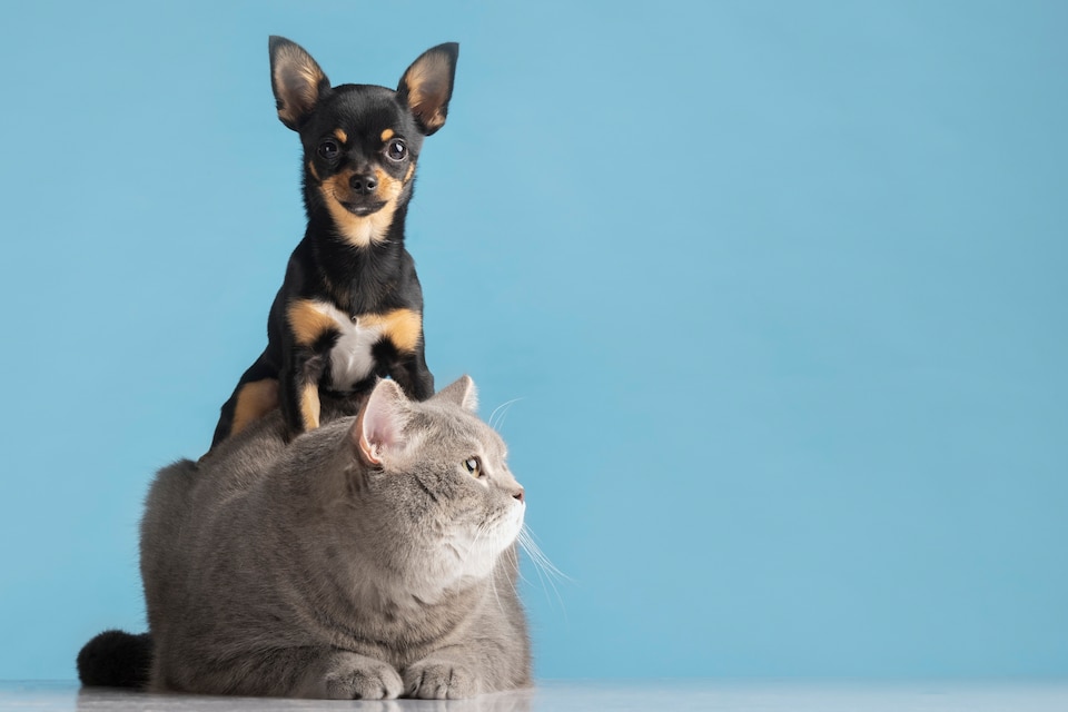 Emergência para animais na Diadema SP Emergência para animais na Diadema SP