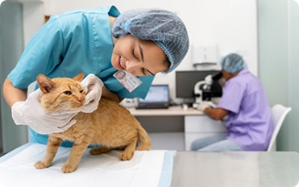 Exame veterinário em Piraporinha
