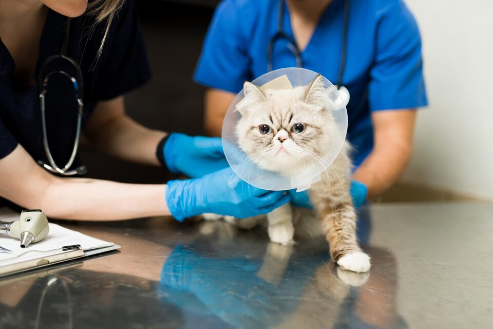Exame veterinário em sao bernardo campo Exame veterinário em sao bernardo campo