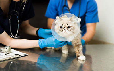 Exame veterinário na Diadema SP