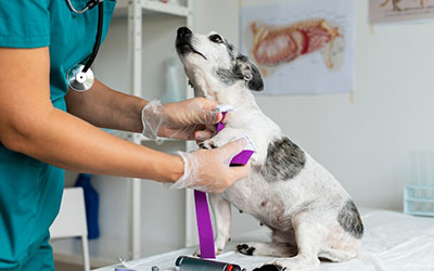 Hospital veterinário  em Piraporinha