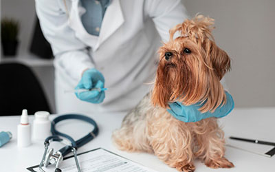Hospital veterinário em sao bernardo campo