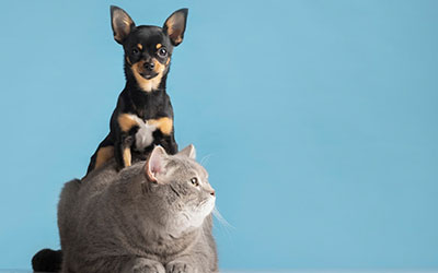 Hospital veterinário para animais silvestres em Piraporinha