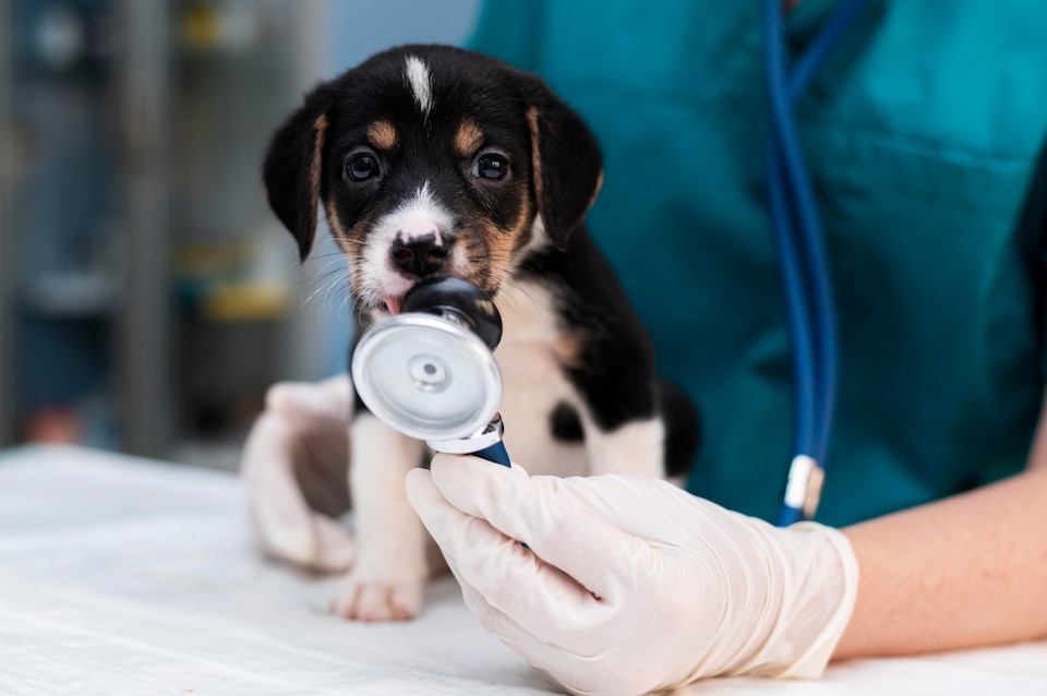Hospital veterinário para animais silvestres na Diadema SP Hospital veterinário para animais silvestres na Diadema SP