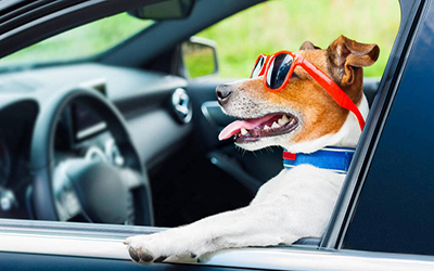 Taxi Dog em diadema - Pet Consulta