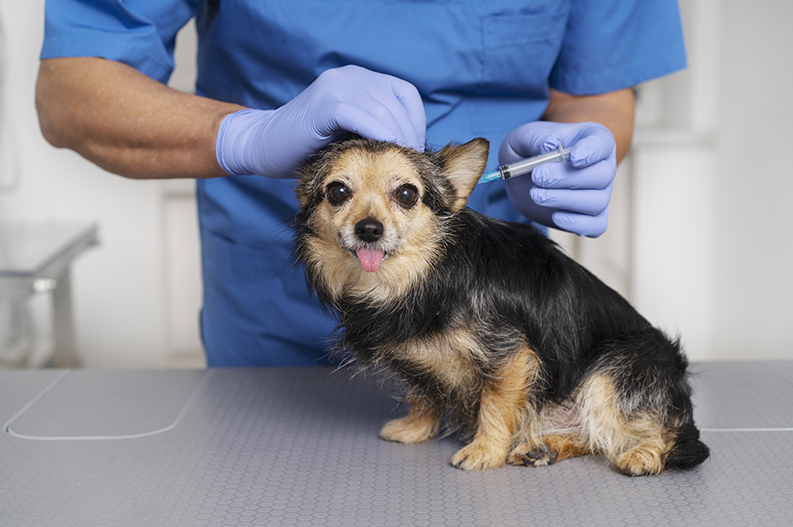 Vacinação para cachorro em Diadema na clínica veterinária Pet Consulta. Vacinação para cachorro em Diadema na clínica veterinária Pet Consulta.