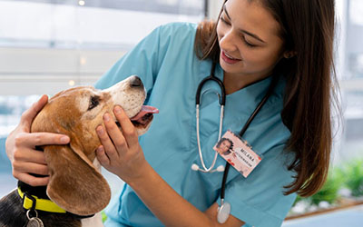 Veterinário  em Campanário