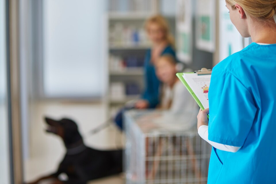 Veterinário em Campanário Veterinário em Campanário