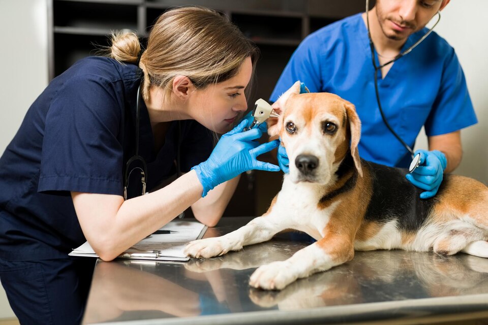 Veterinário em domicílio na Diadema SP